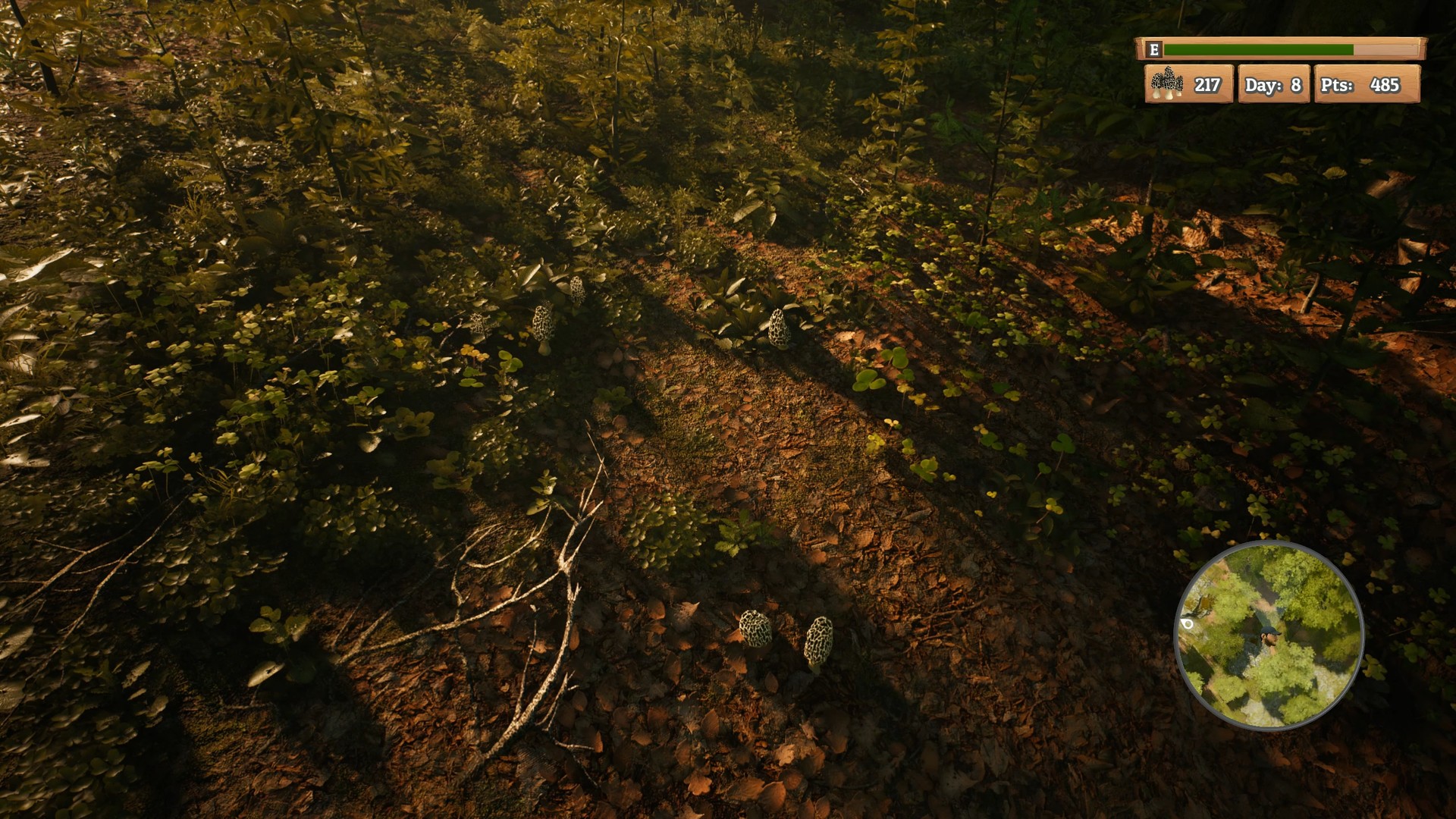 Скриншот из игры Morels: The Hunt - 26