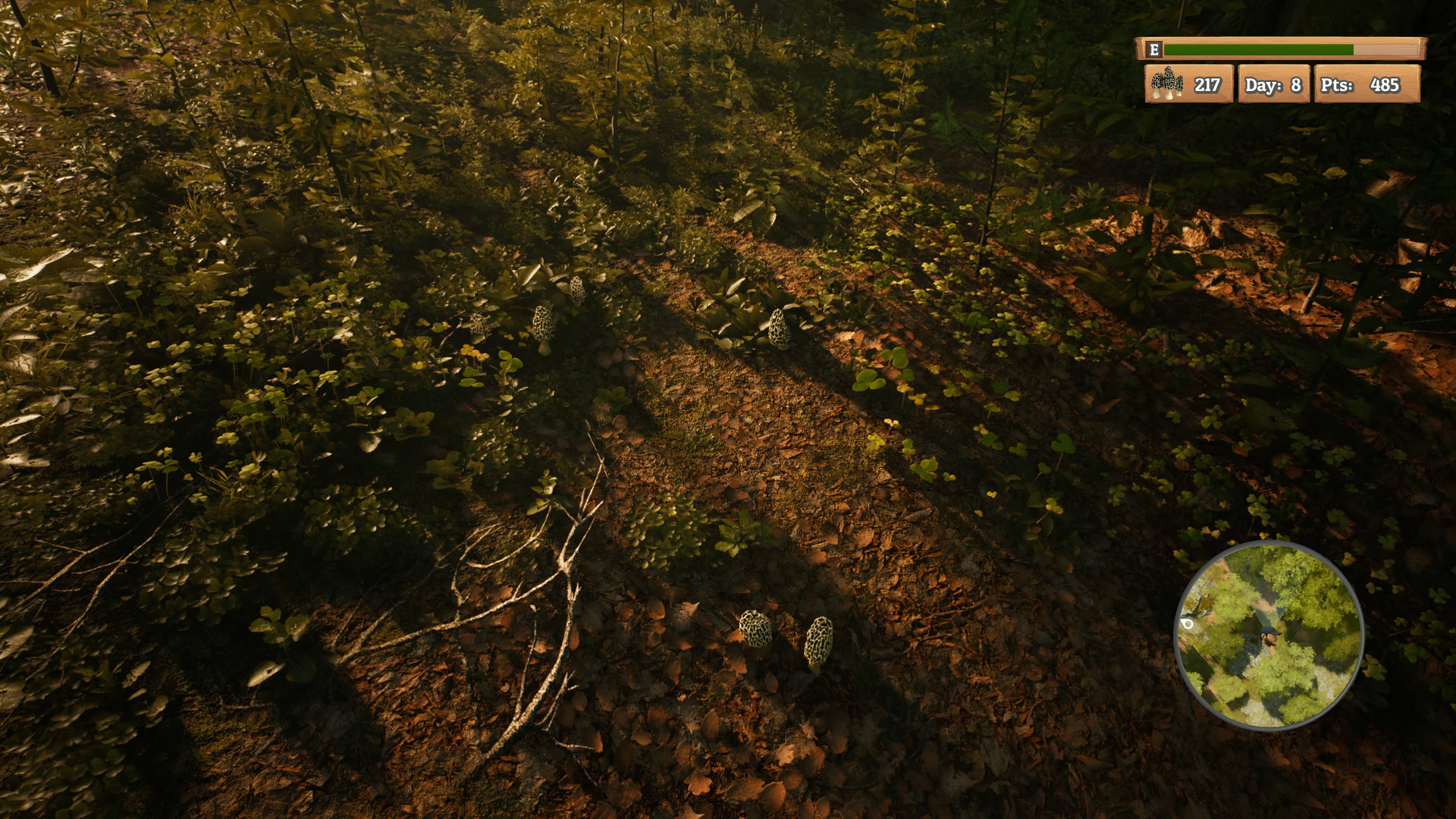 Скриншот из игры Morels: The Hunt - 8