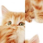 Обложка игры SlidePuzzle - Baby Kitten