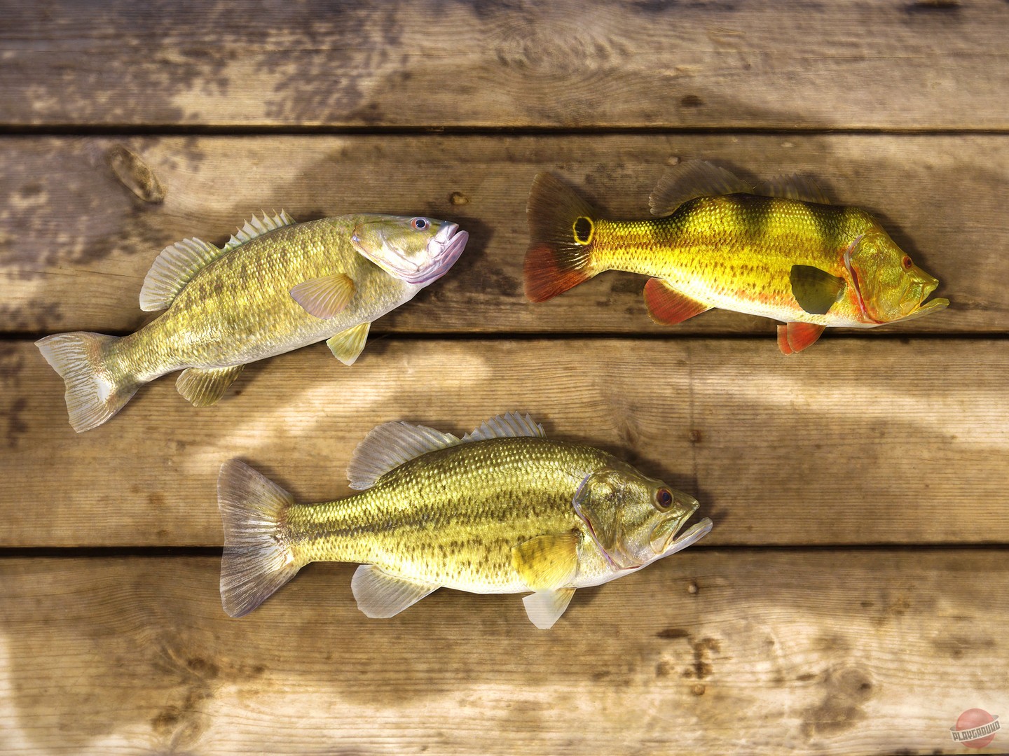 Скриншот из игры Fishing Planet - 72