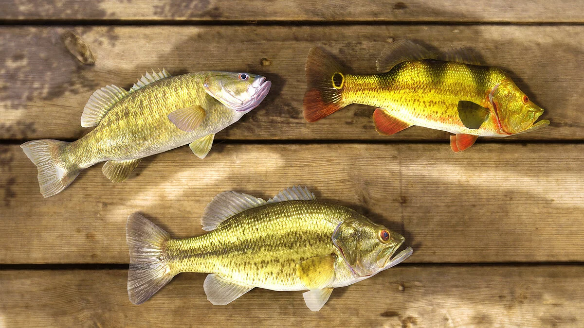 Скриншот из игры Fishing Planet - 53