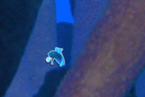 Скриншот из игры Coral Racer - 4