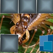 Обложка игры Poisonous Centipede Puzzle