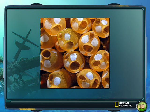Скриншот из игры Nat Geo Adventure: Ghost Fleet - 3