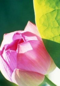 Обложка игры Flower Wall