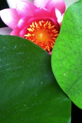 Скриншот из игры Flower Wall - 1