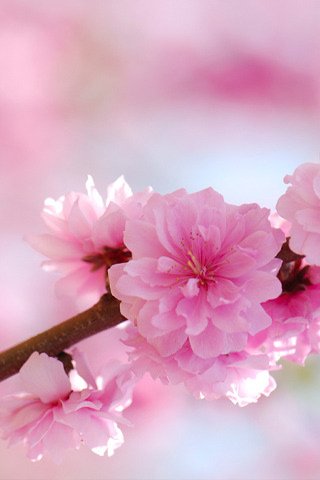 Скриншот из игры Flower Wall - 2