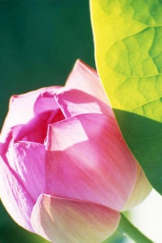 Скриншот из игры Flower Wall - 5