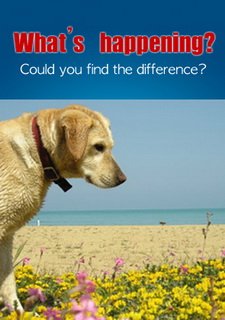 Обложка игры What's happening?